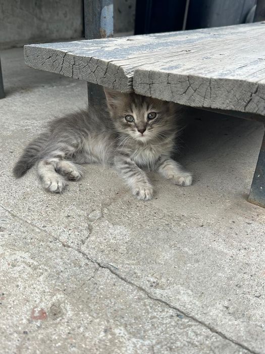 Котята, девочки, 1 мес