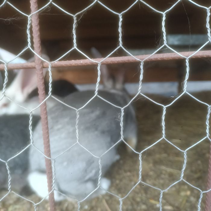 Iepuri vii și sacrificați