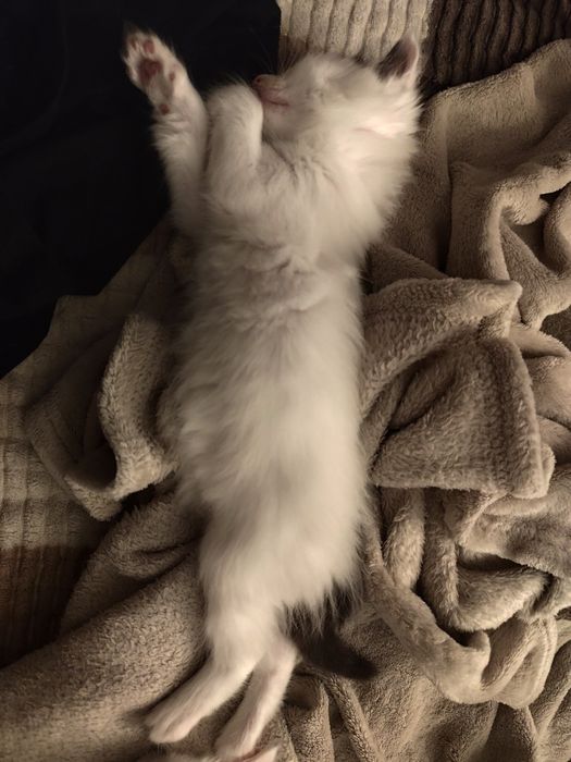 Котята бесплатно