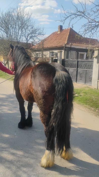 Vând mânză ardeneză de 3 ani!