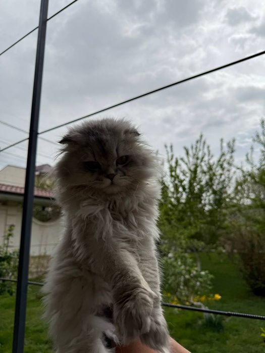 продается готовый к вязке кот,scottish highlend