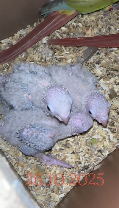 Бебета папагал ПИРУРА Cinnamon Yellow-sided