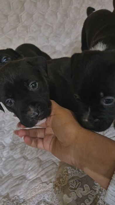 Продавам Питбулчета