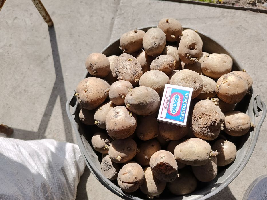 Продам семенной картофель