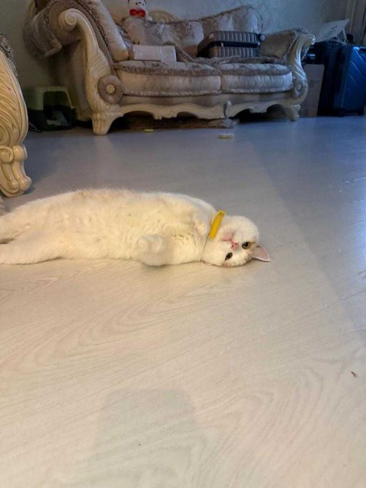 Найден  рыжий котик