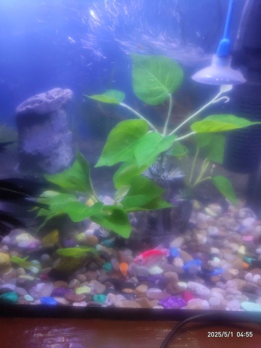 Аквариум с рыбками