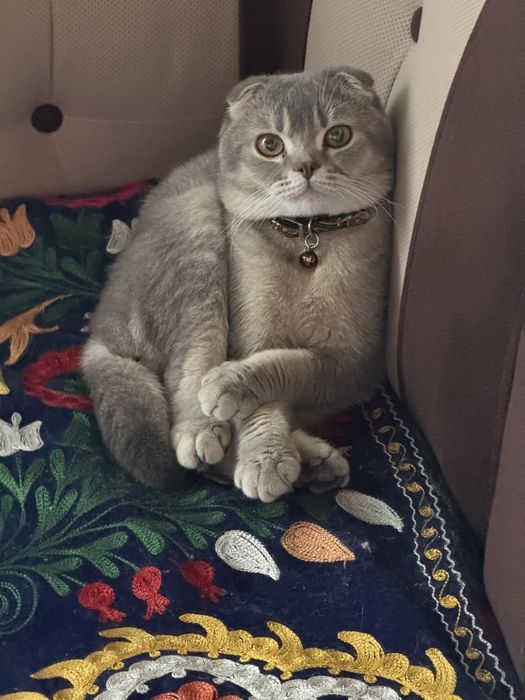 Продается Кошка с котятами