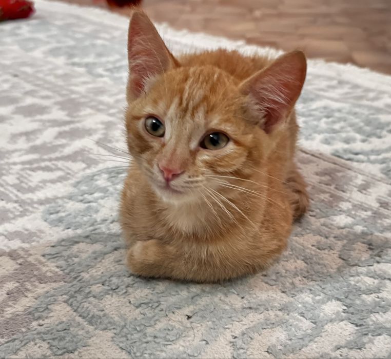 Отдам котенка в добрые руки