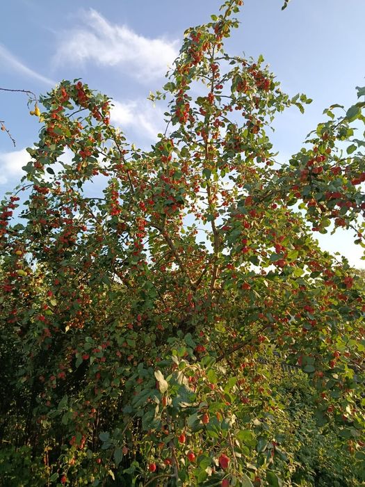 Дача в обществе "Елочка" 1480