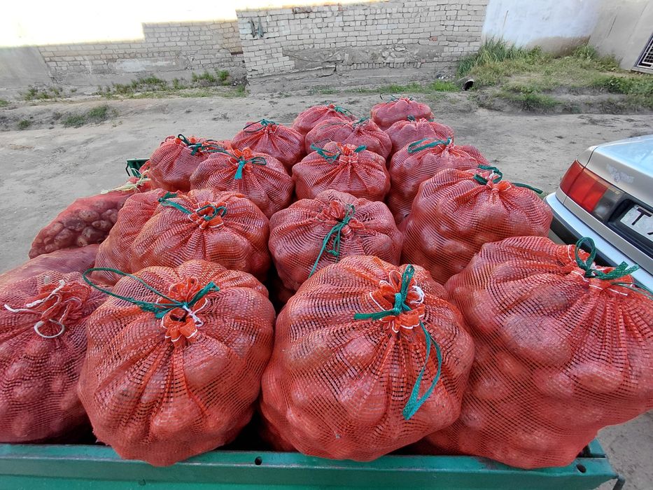 Продам картофель