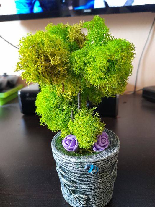 Картини от скандинавски мъх