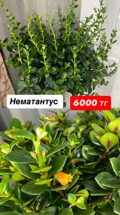 Нементатус.