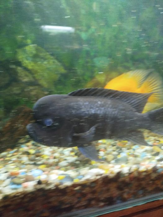 Аквариумные рыбки