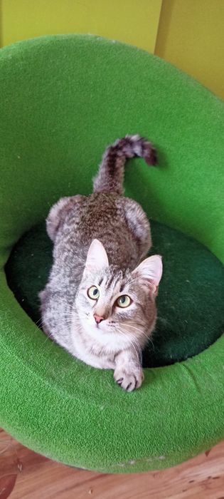 Стерилизованая милашка Китти