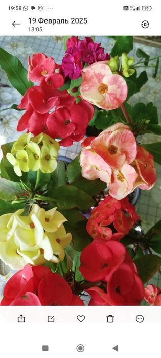 Олеандр ,молочай фикусы