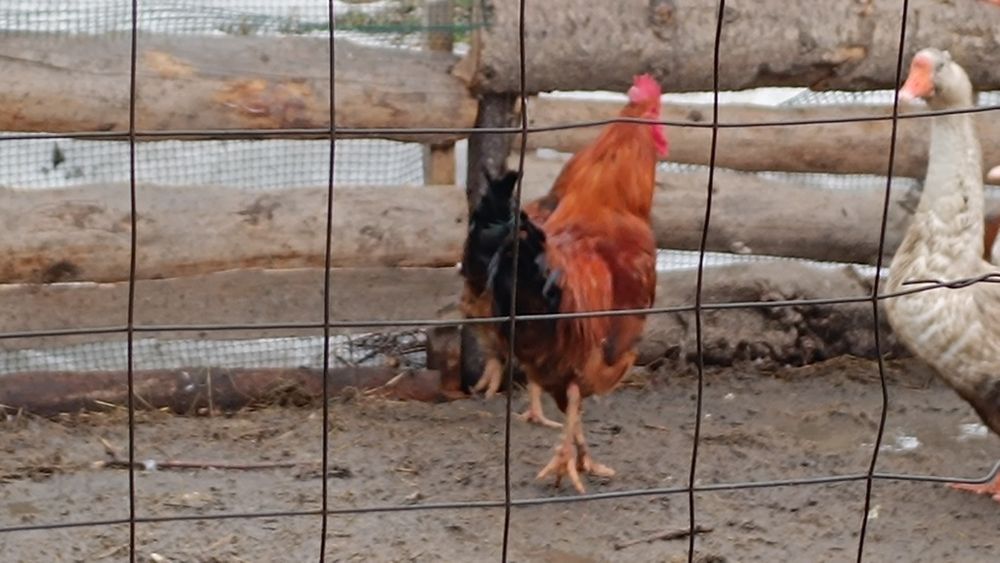 Продам молодых петухов