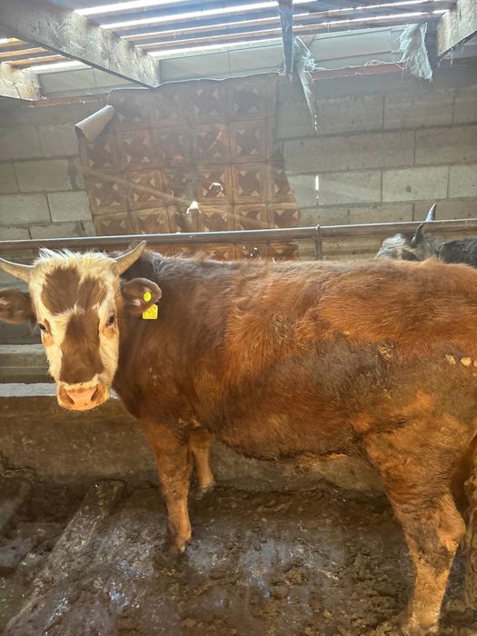 Годовалые бычки на откорме