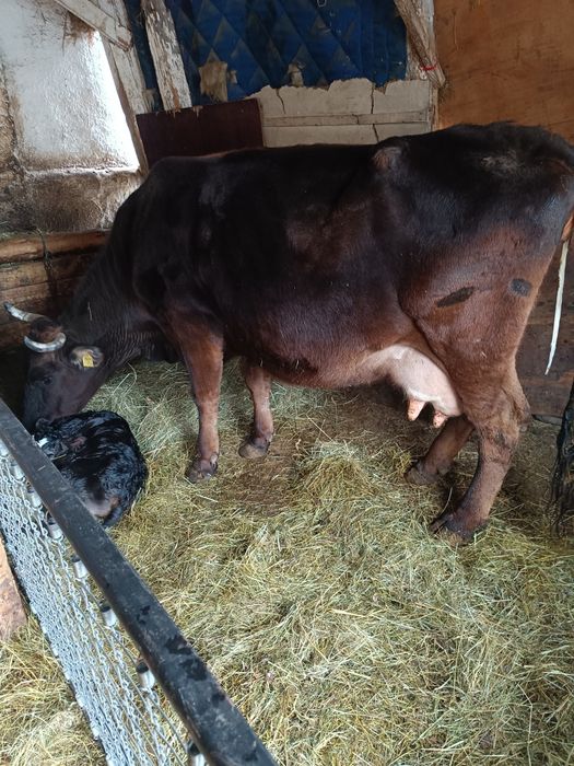 vând vaca fatata cu tăuraș