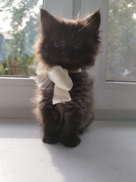 Котята  в добрые руки