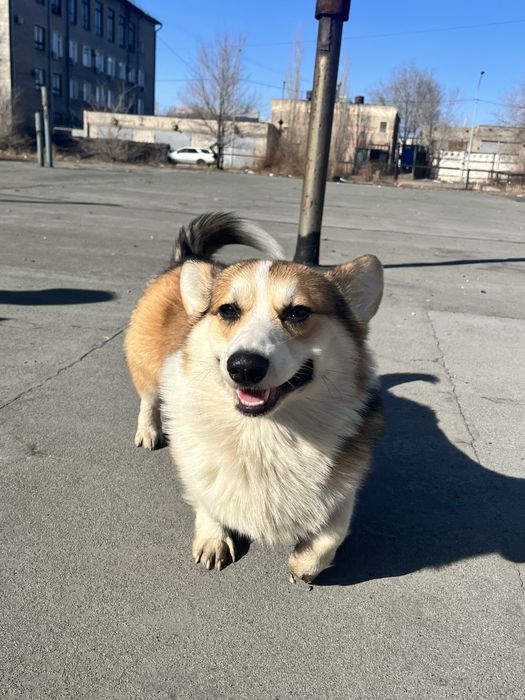 Корги - вязка