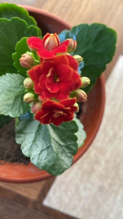 Продам каланхое цветущее 2000