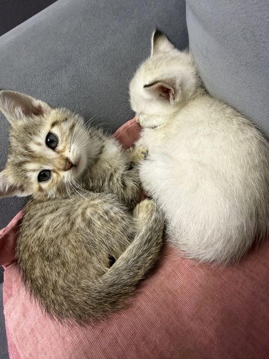 Отдам котят в добрые руки