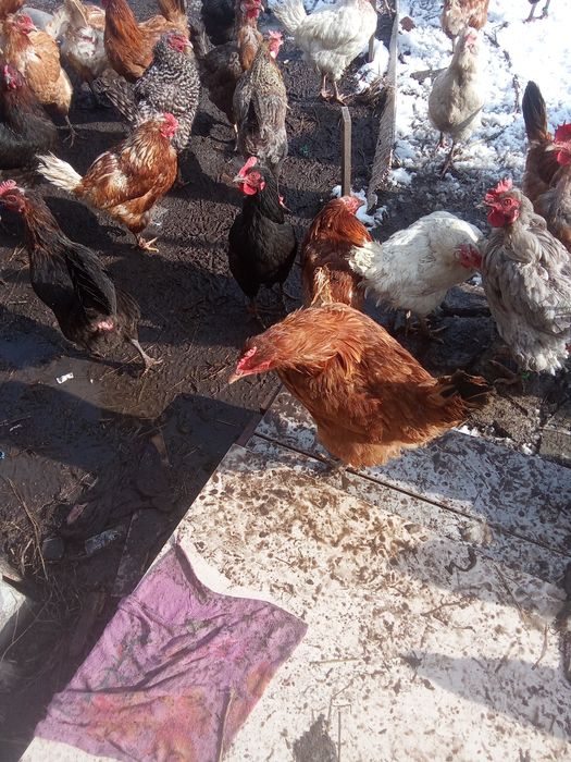 Продам курей домашних