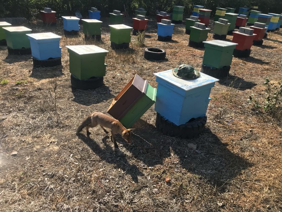 Продавам Манов мед!