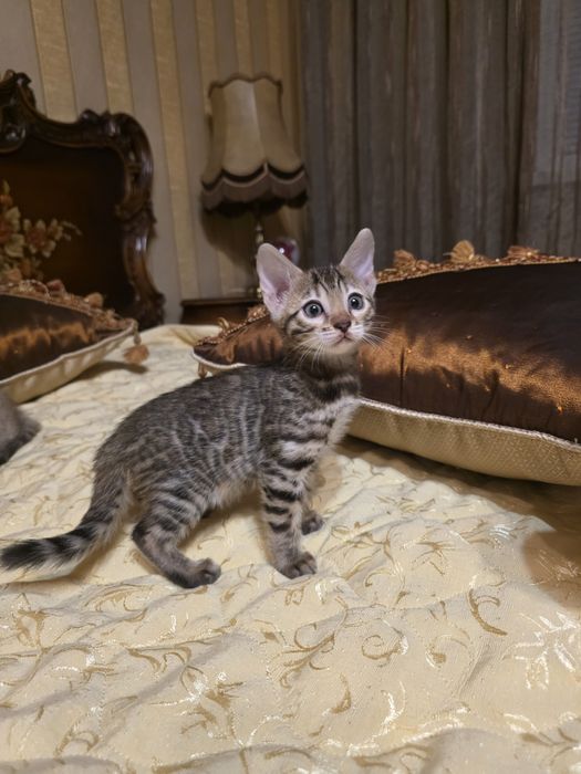 Бенгалски котета