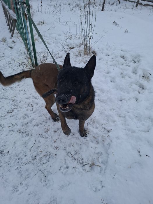 Белгийсеая овчарка  Малинуа