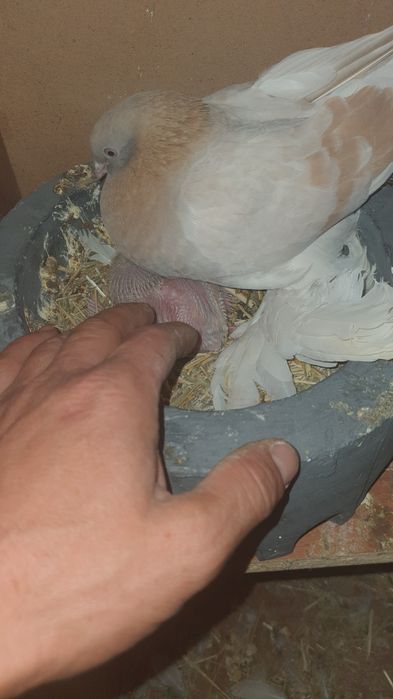 Продуется голубей