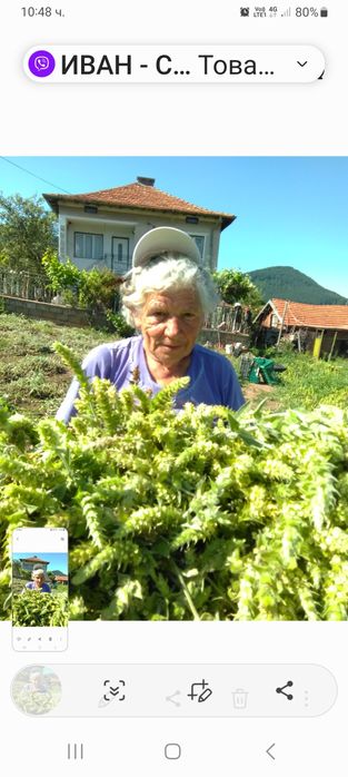 Мурсалски чай разсад, саксия, пикиран в кофички, семе