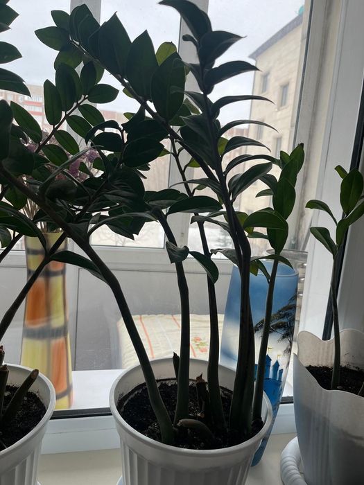 Цветы комнатные,