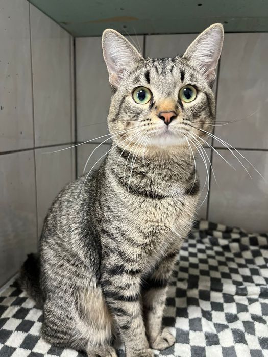 Отдадим котят в хорошие руки