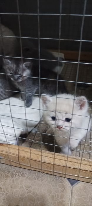 Продается  Кошка