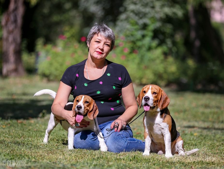 Щенок бигля мальчик