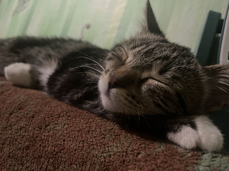 Отдам даром кошек