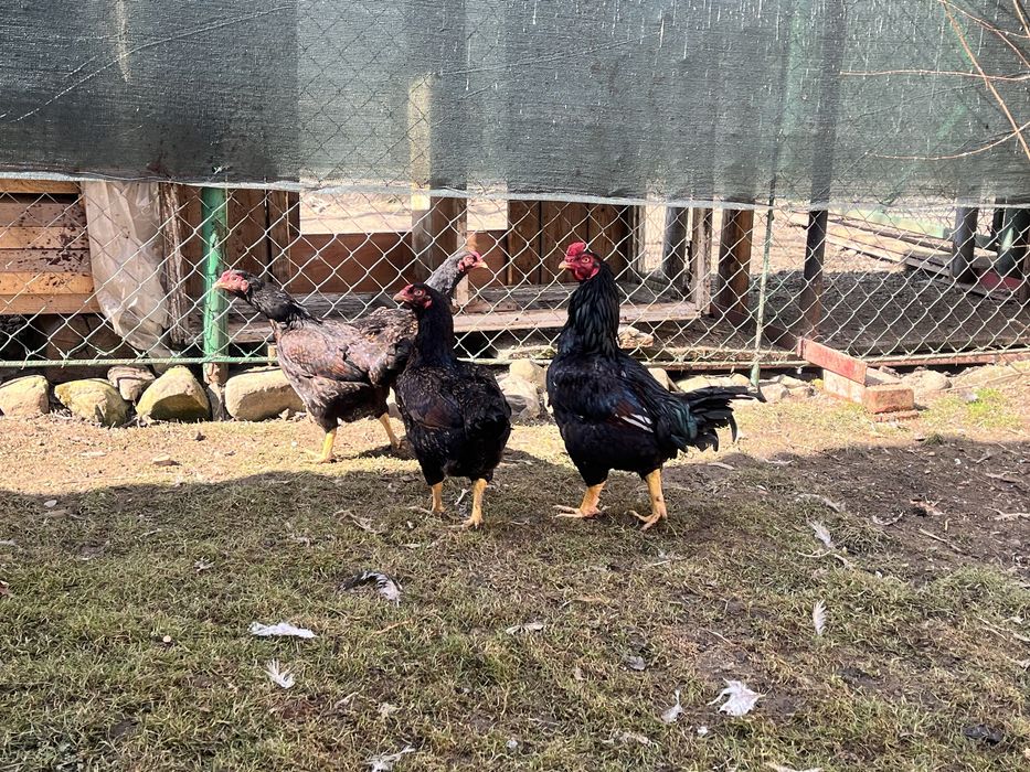 Oua pentru incubat Combatant indian Braekel Barnevelder