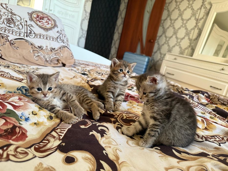 Британские прямоухие котята