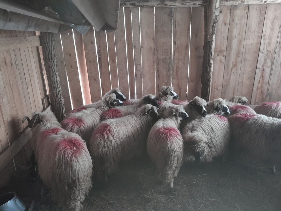 Disponibile 16 oi și un berbec