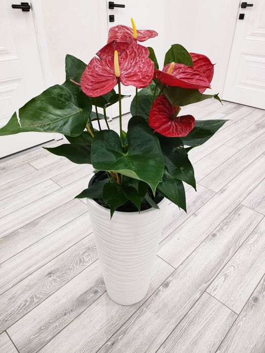 Комнатные цветы, доставка