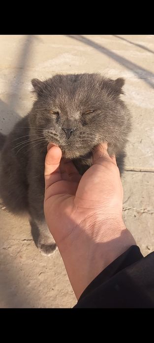 SCOTTISH fold juftini qidirmoqda .ИЩЕТСЯ ПАРА
