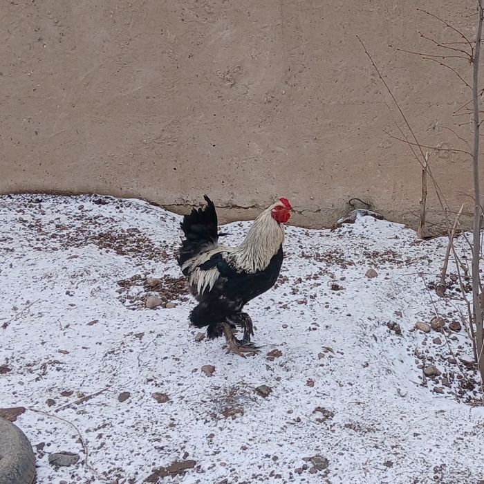 Продам Петух молодой