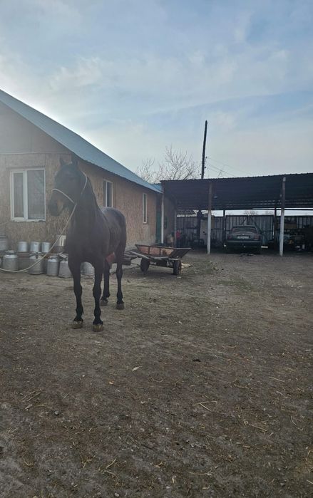 Жеребец русско рысистой породы