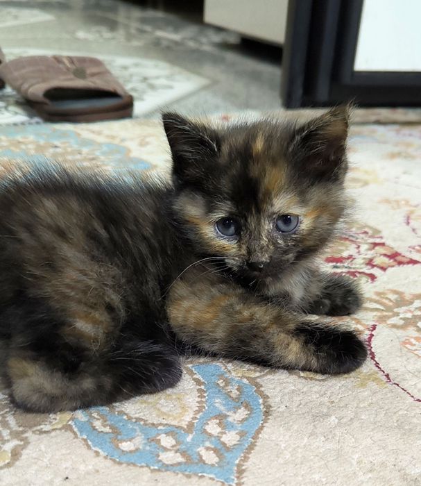 Котенок девочкаа