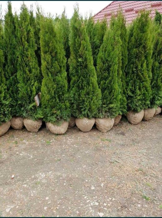 Plante Tuia Smaragd Si Gazon sport