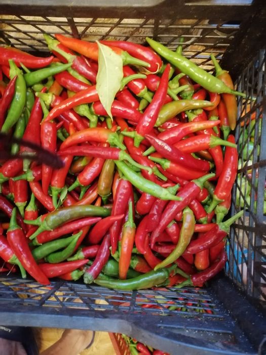 Продам горький  дачный  перец