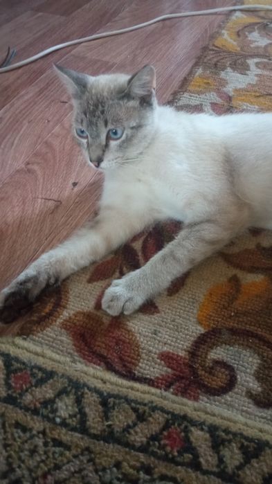 Отдам в хорошие руки