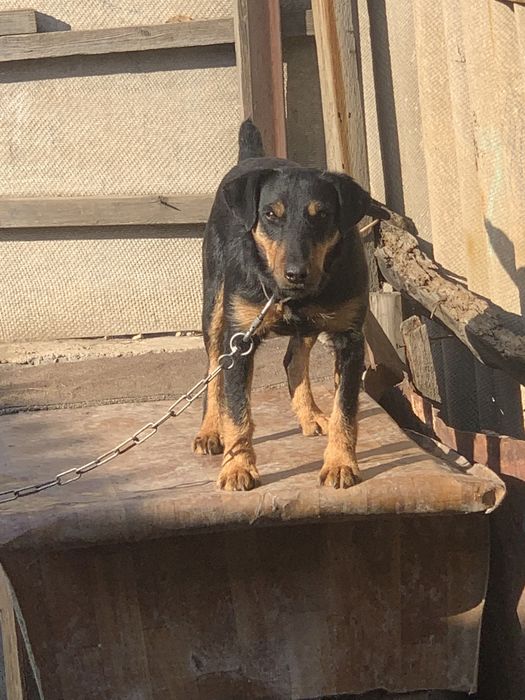 Ягдтерьер вязка!!!