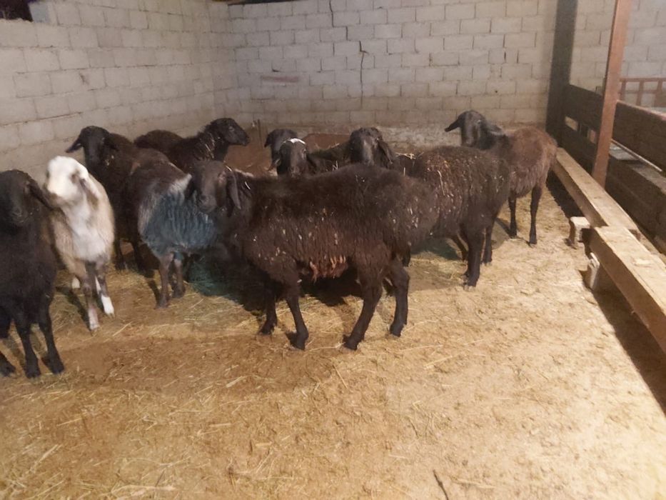 Кошкарлар сатылады